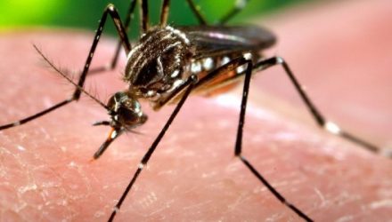 Dengue