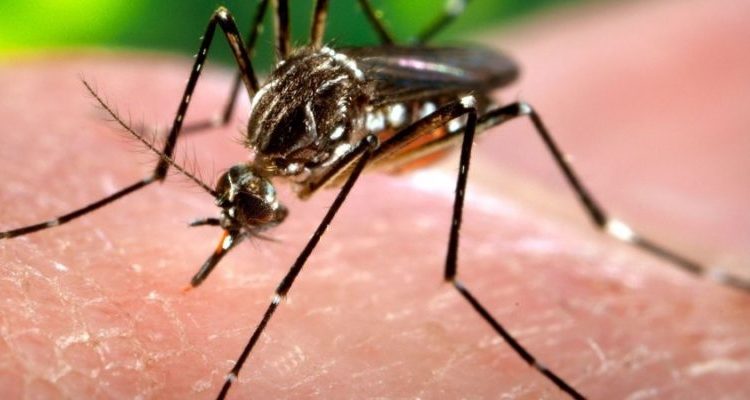 Dengue