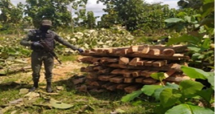 GNB incautó más de 22 M3 de madera durante dos procedimientos 1 GNB