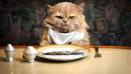 gato