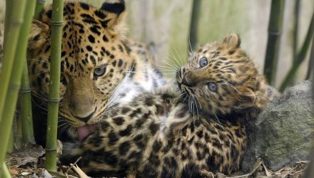 Leopardo