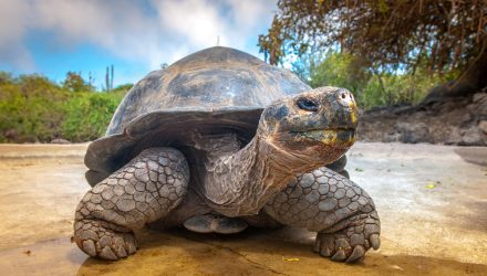 tortuga