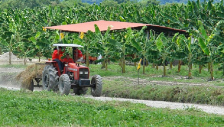 Fedenega