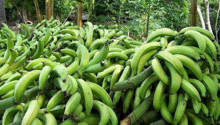 plátano