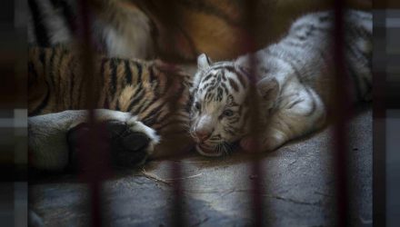 Tigre