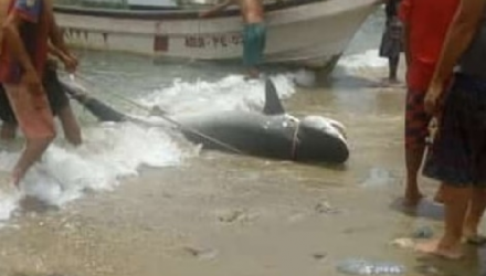 tiburón