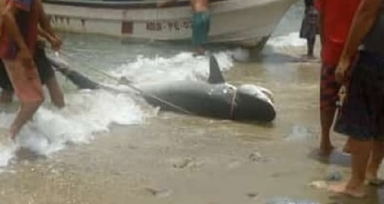 tiburón