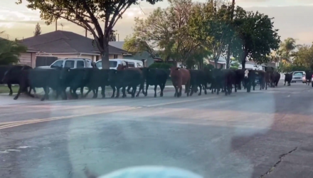 vacas