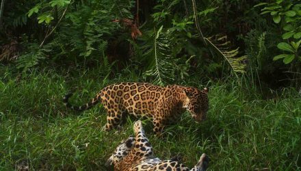 Jaguar del Zulia