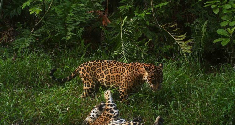 Jaguar del Zulia