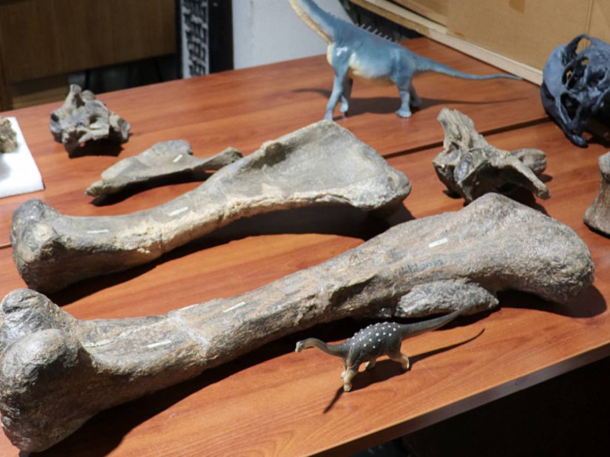 Descubren los restos de una especie desconocida de dinosaurio 2 dinosaurio