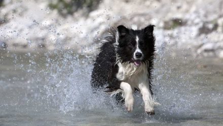 perro