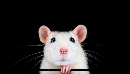 embrion de raton