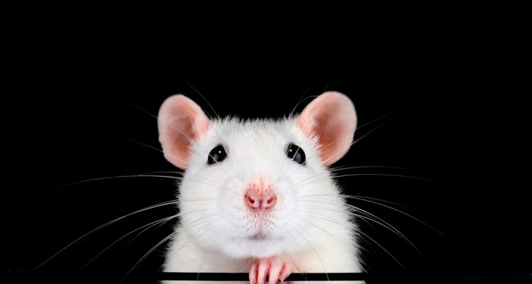 embrion de raton