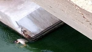 Un residente de San Francisco se lanzó de la pila 21 del Puente sobre el Lago de Maracaibo 2 Puente