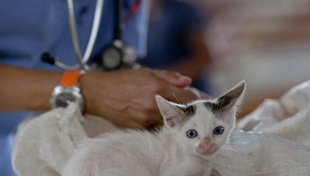 Perros y gatos