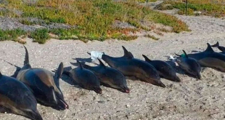 delfines muertos