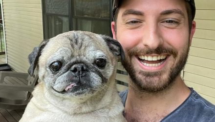 Perrito viral