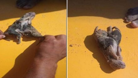 cachorro con dos cuerpos