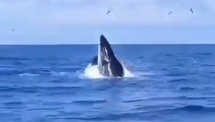 ballena