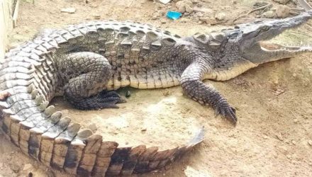 caiman
