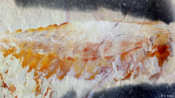 Hallaron una extraña criatura marina con cinco ojos que vivió hace 500 millones de años 2 criatura marina con cinco ojos
