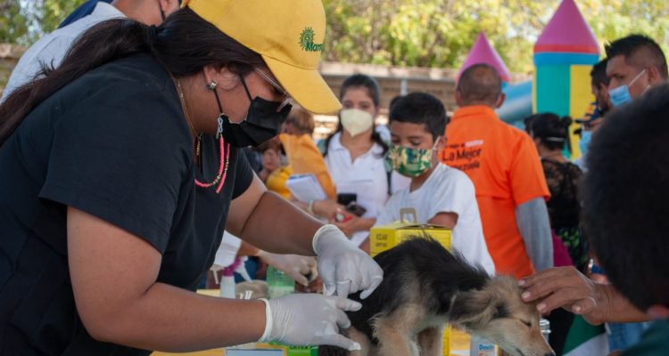Casi 500 mascotas de la ciudad atendidas por el Instituto Municipal de Protección Animal en enero 1 Animal