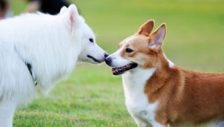 perros