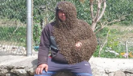 el hombre abeja