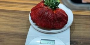 grosse variete fraise 660x330