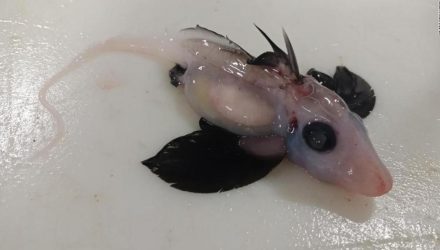 tiburon fantasma