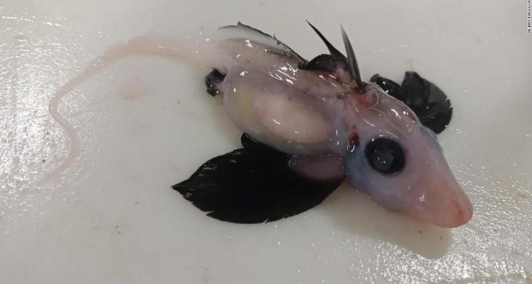El descubrimiento de una rara cría de tiburón fantasma asombró a los científicos en Nueva Zelanda 1 tiburon fantasma