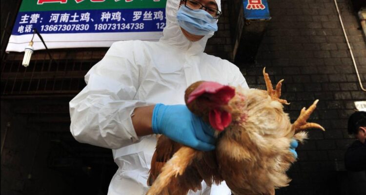 h3n8