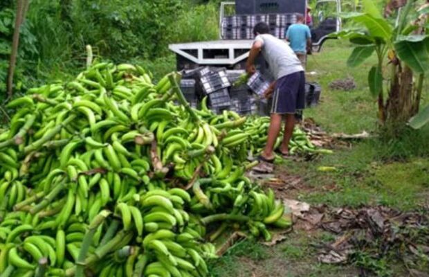 Advierten que habrá dificultades para cubrir la demanda nacional de plátanos debido a las lluvias 1 plátanos