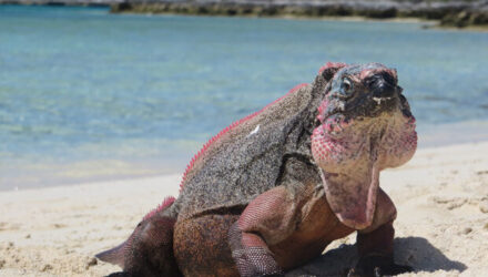 diabetes a las iguanas