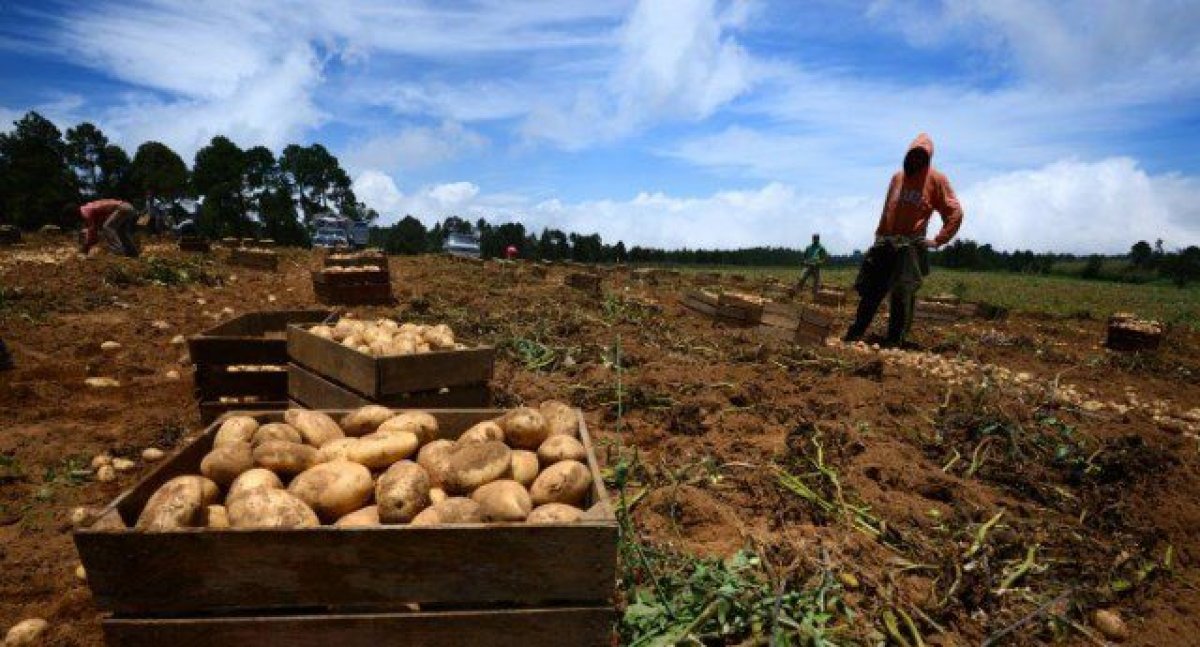 Fedeagro prevé periodo negativo para las siembras 2 FUldOXZXwAMh4uZ