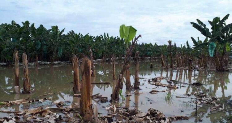 Fedeagro prevé periodo negativo para las siembras 1 fedeagro