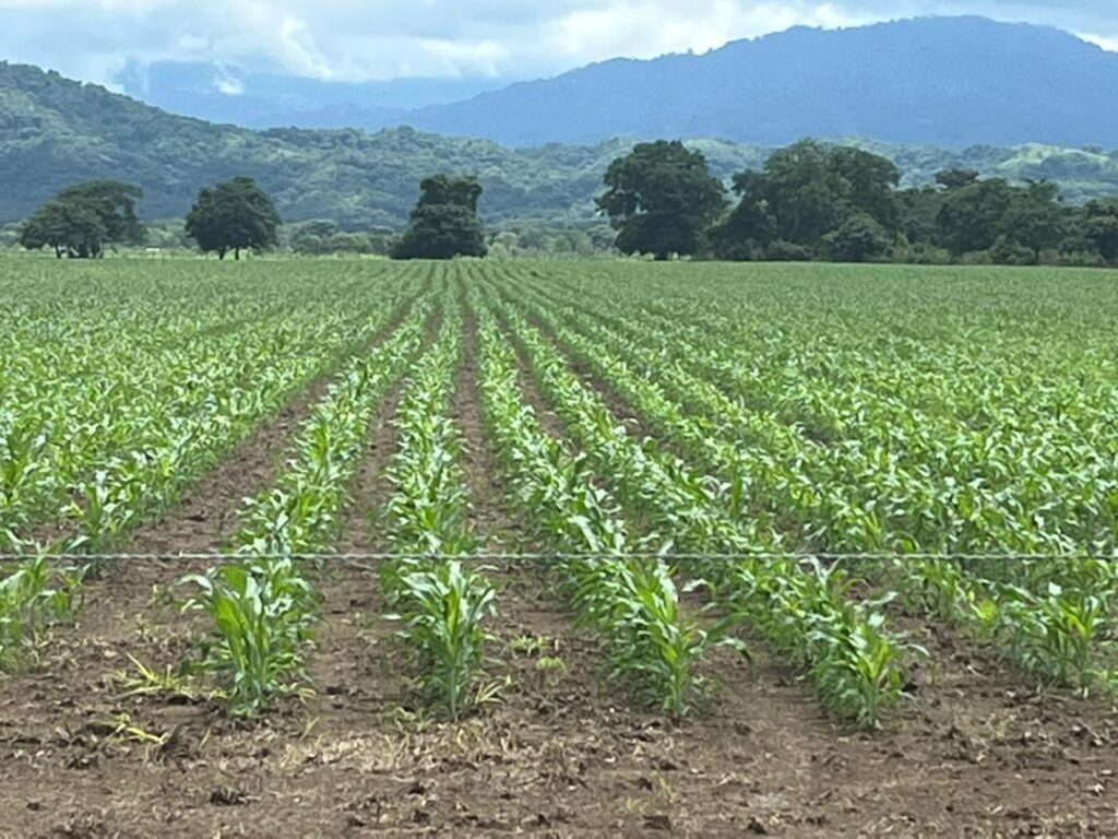 Productores recurrieron a sembrar el maíz con sus propios recursos 2 urea