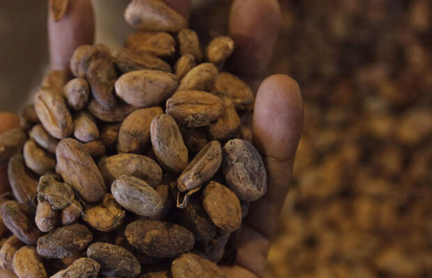 Exoneran de impuestos y tasas para exportacion al cacao y al chocolate venezolano 620x400 1