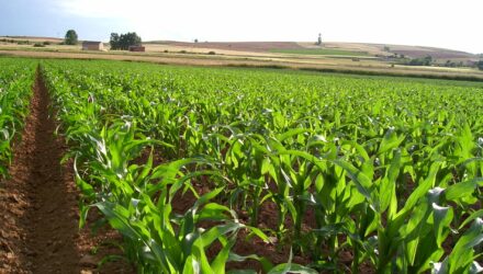 fedeagro