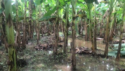 platanos