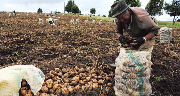 fedeagro