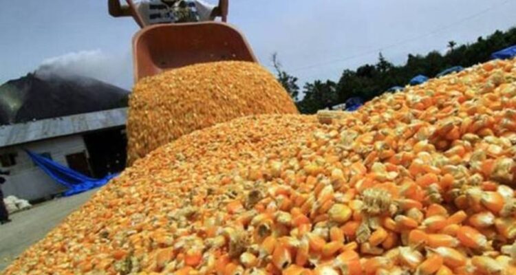 Persiste la tensión entre productores de maíz y la agroindustria 1 maiz