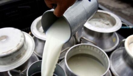 Productores de leche