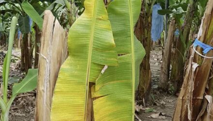 Platanos hongos