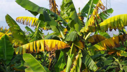 Hongo Platano