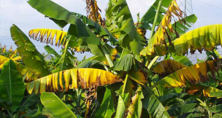 Hongo Platano