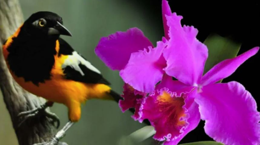 Simbolos Naturales