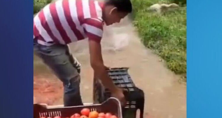 Libertad condicional para agricultor que botó tomates en Trujillo 1 Agricultor tomates