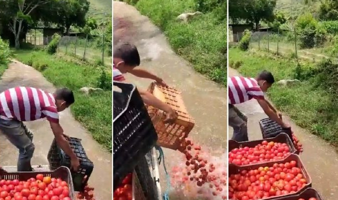 Diputados del PSUV pidieron juicio y cárcel para todos los campesinos que boten sus cosechas 1 cosechas